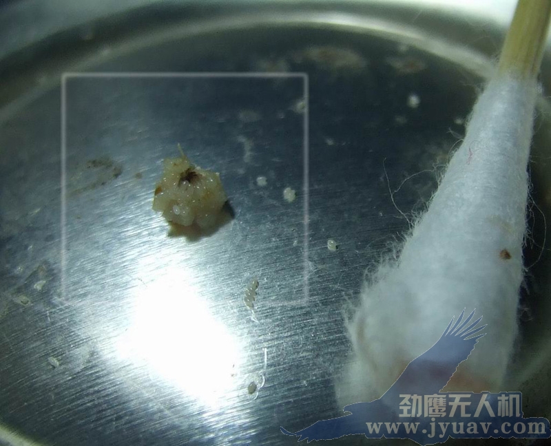 劲鹰航测非洲行寄生(shēng)虫